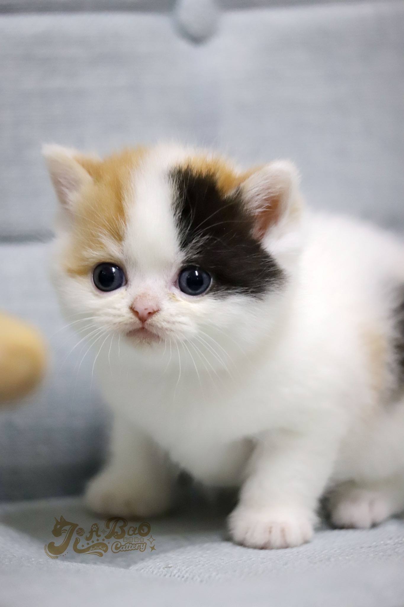 家寶寵物／黑三花加白英國短毛貓