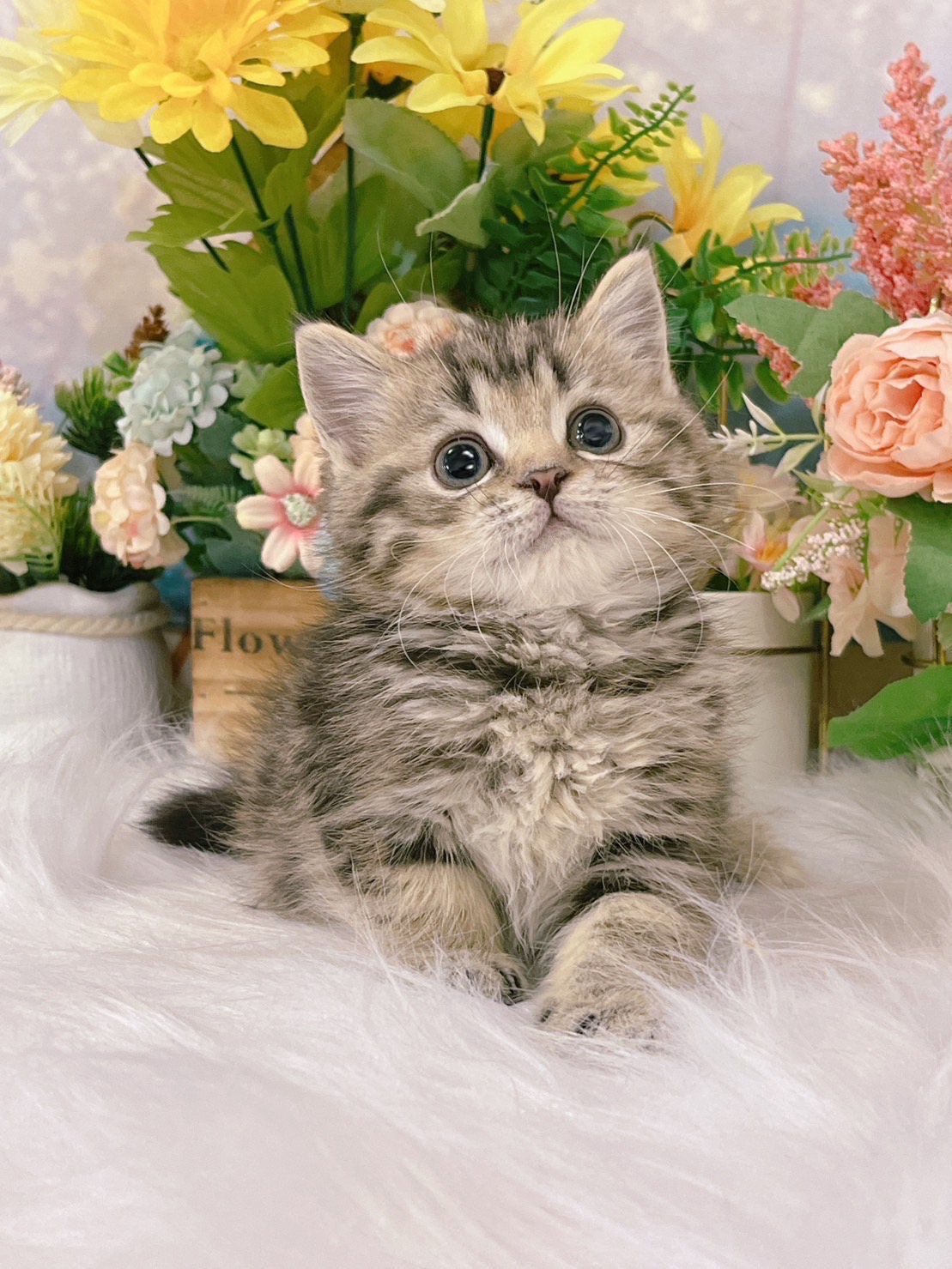 星光貓舍／黑金棕色美國短毛貓