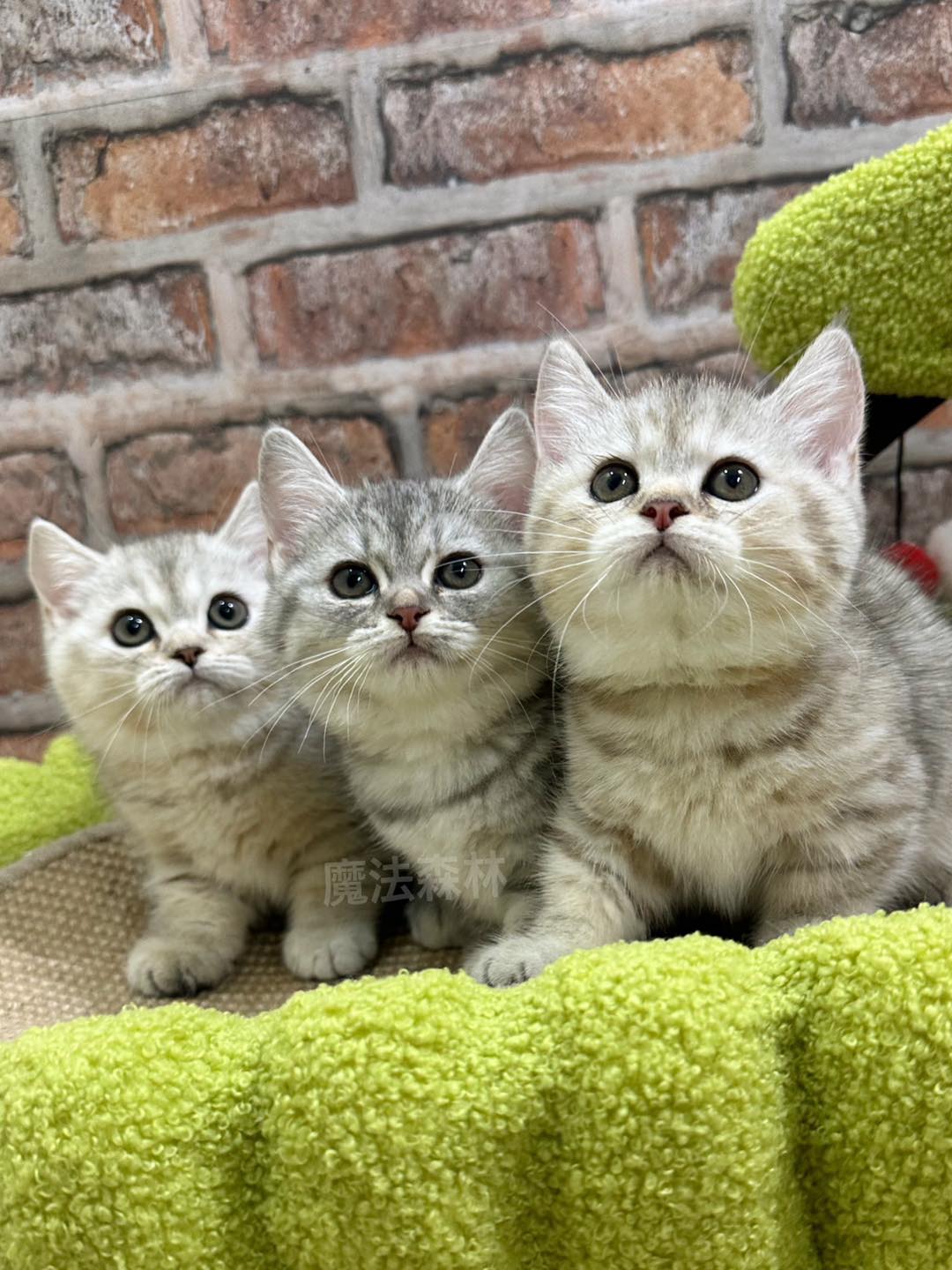 魔法森林／銀虎斑&藍虎斑曼赤肯