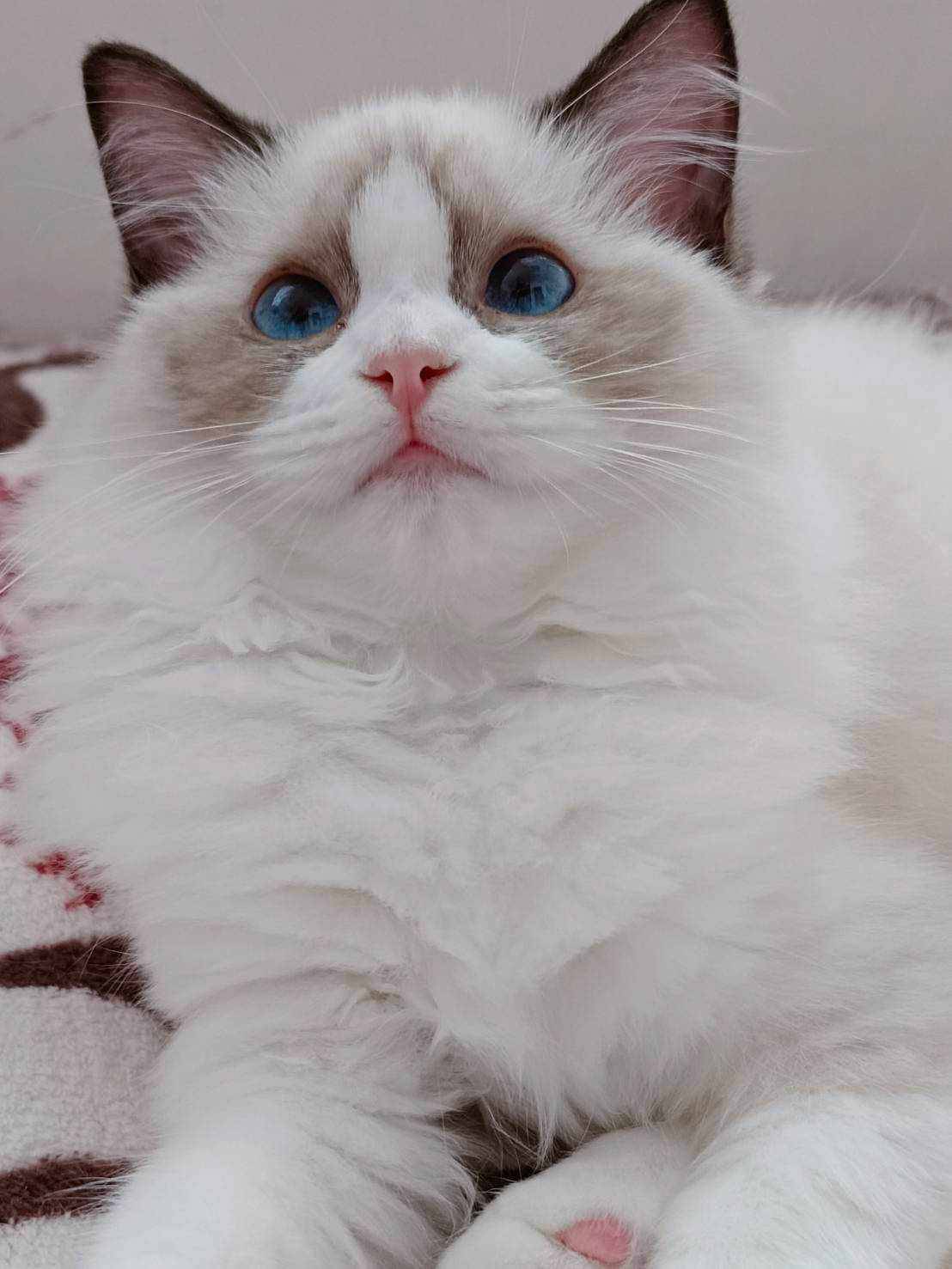 蘋果樹下的布偶貓／各色布偶貓