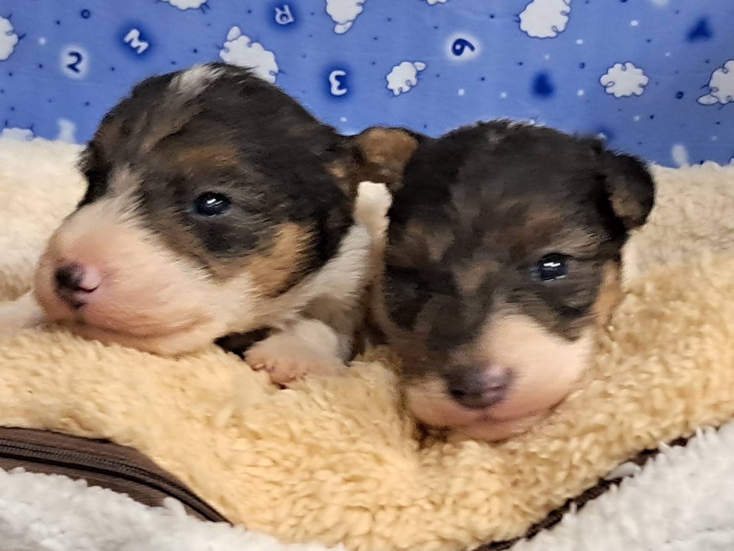 愛玩家犬貓寵物坊／懷亞鐵力亞