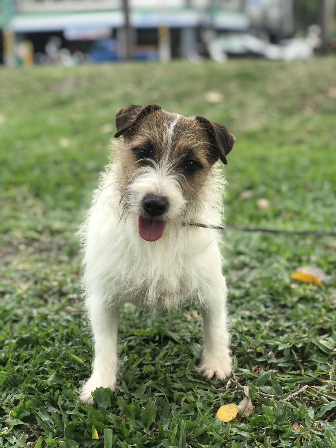 愛玩家犬貓寵物坊／剛毛傑克羅素