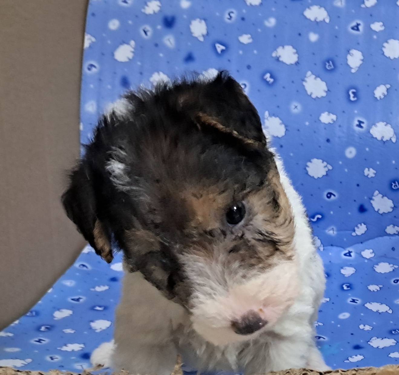 愛玩家犬貓寵物坊／懷亞鐵力亞