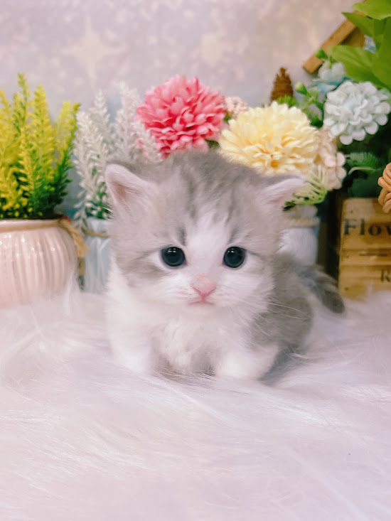 星光貓舍／銀白賓士小步舞曲