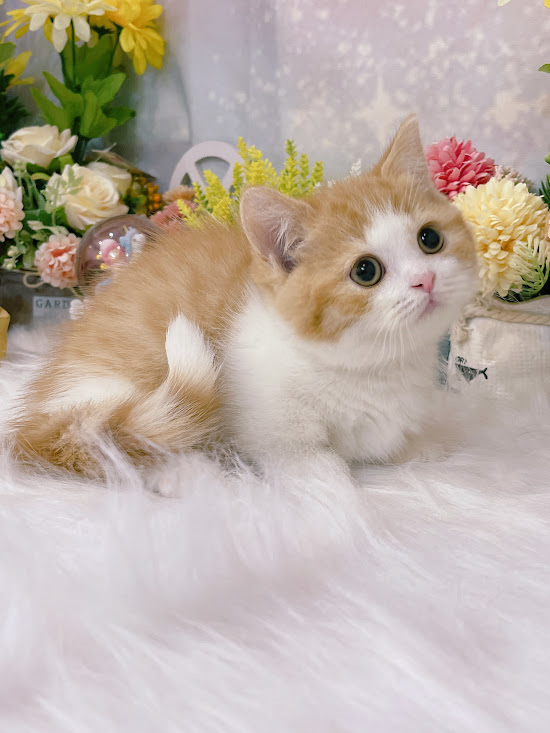 星光貓舍／橘白賓士曼赤肯