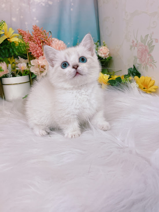 星光貓舍／山貓雙色曼赤肯