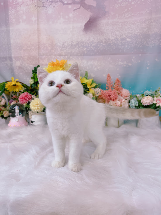 星光貓舍／巧克力金重點英國短毛貓