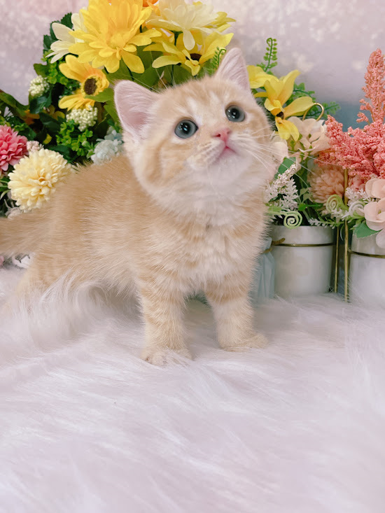 星光貓舍／橘奶油英國短毛貓