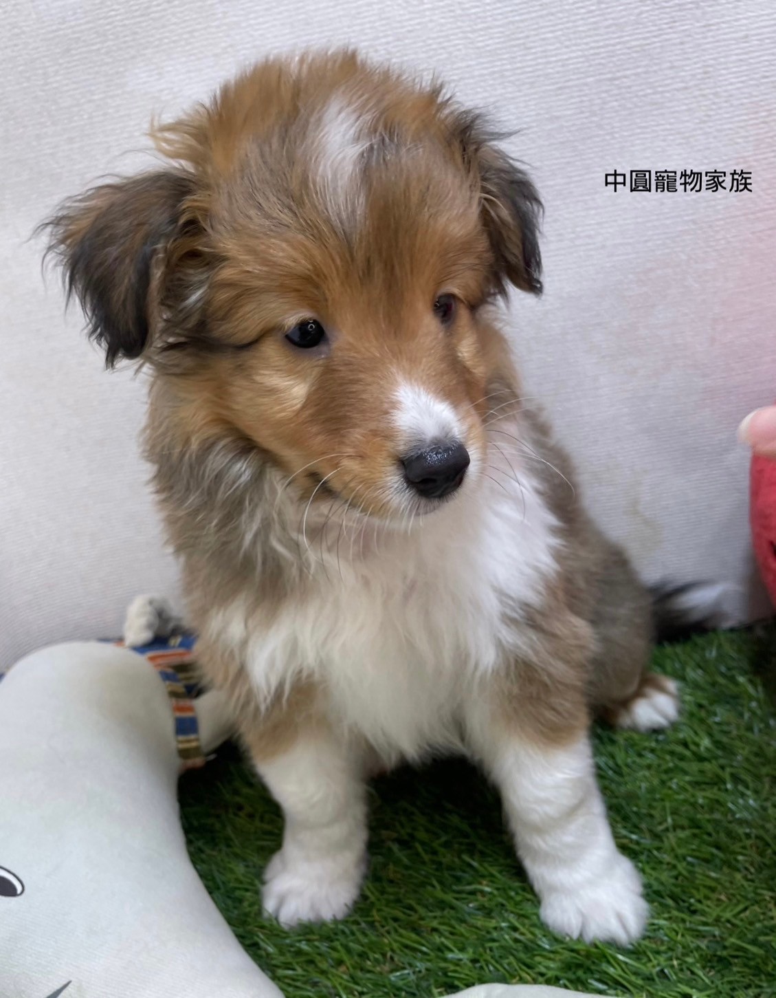 中圓寵物家族／喜樂蒂