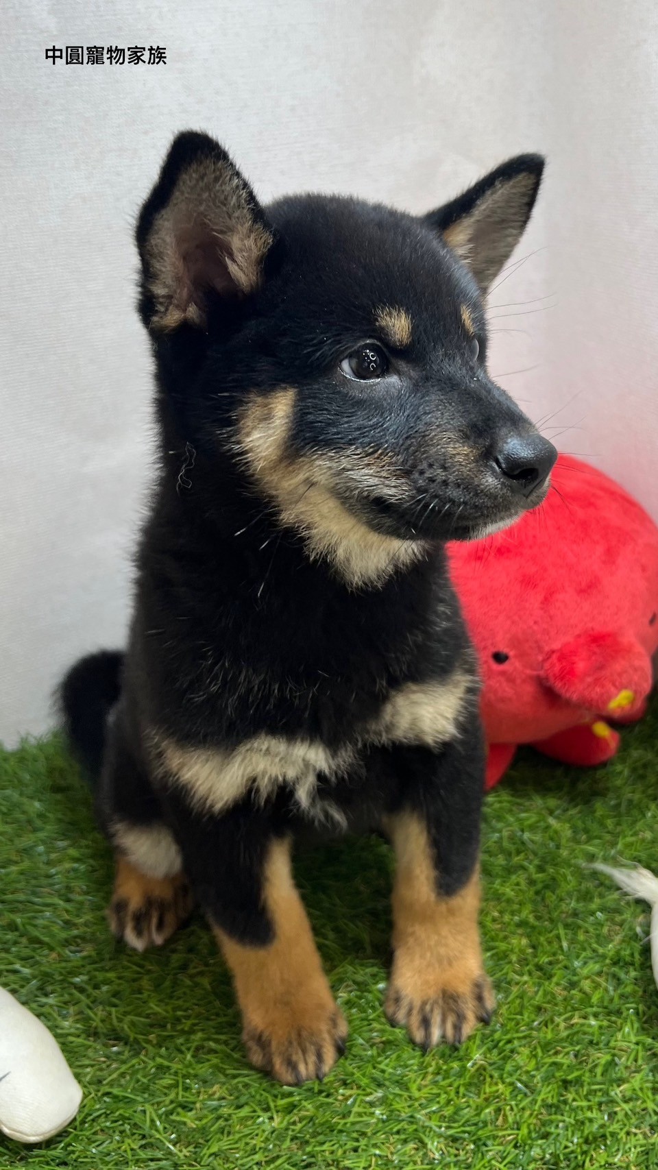 中圓寵物家族／黑色柴犬