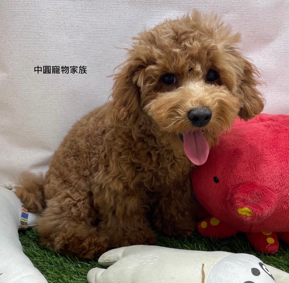 中圓寵物家族／迷你貴賓犬