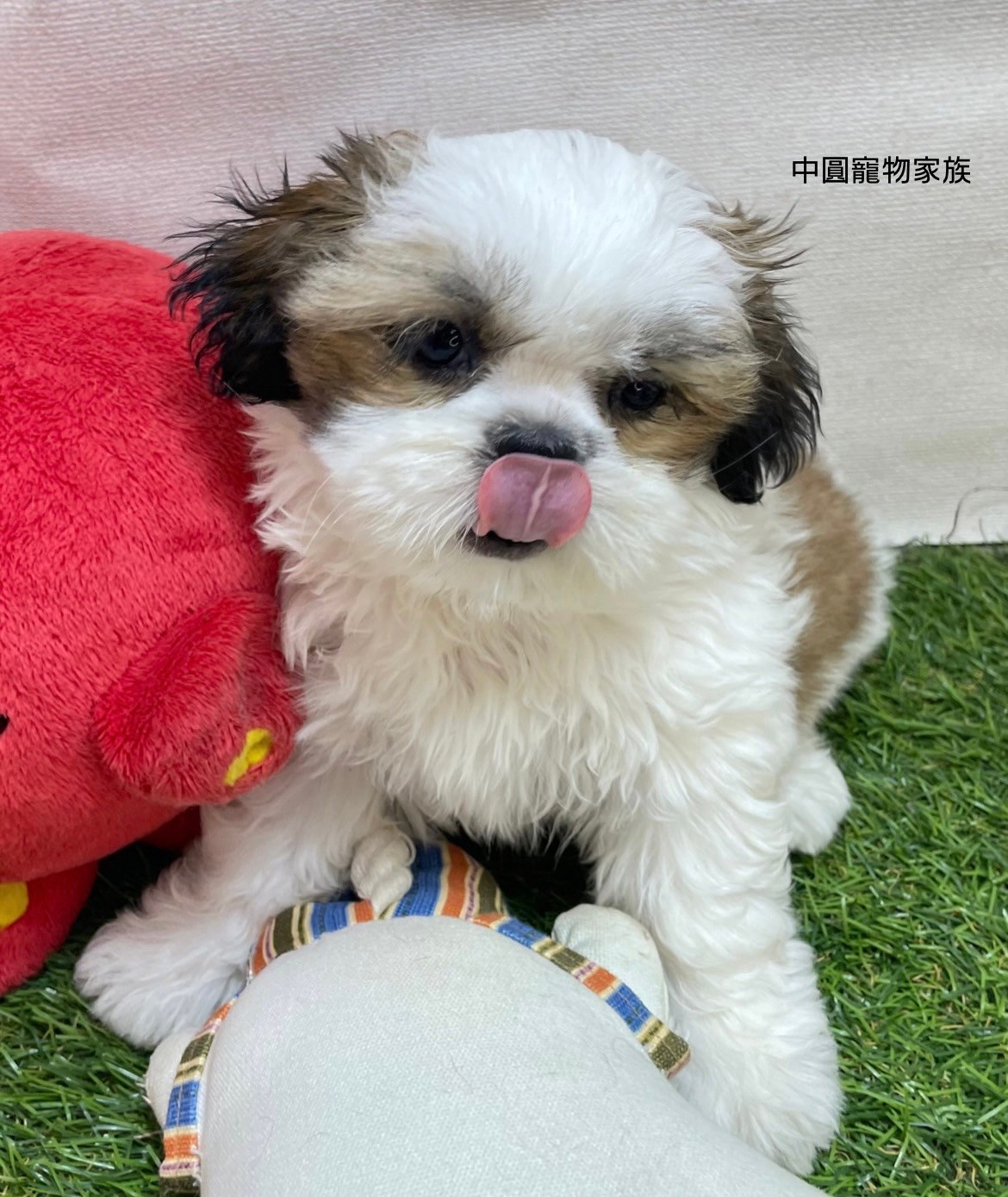 中圓寵物家族／西施犬