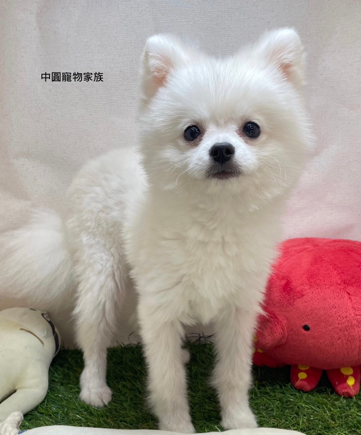 中圓寵物家族／博美犬