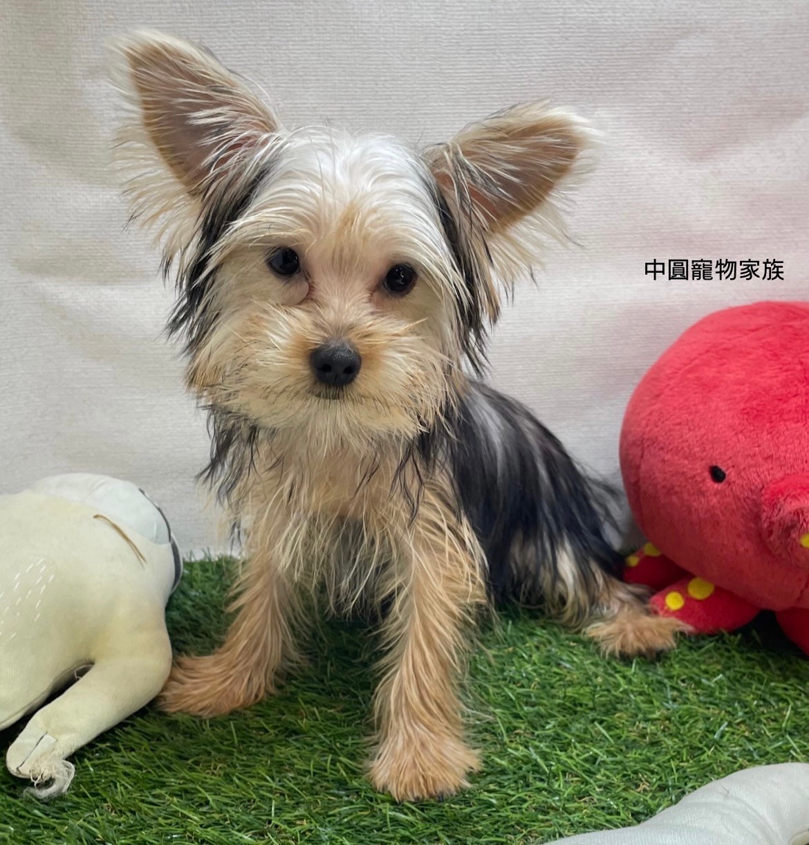 中圓寵物家族／黑金約克夏