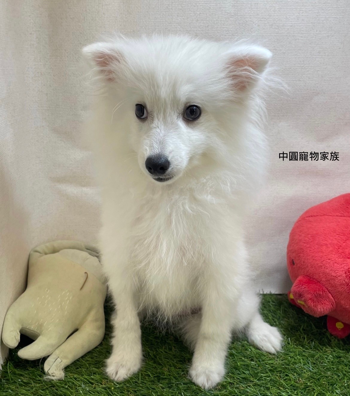 中圓寵物家族／狐狸犬