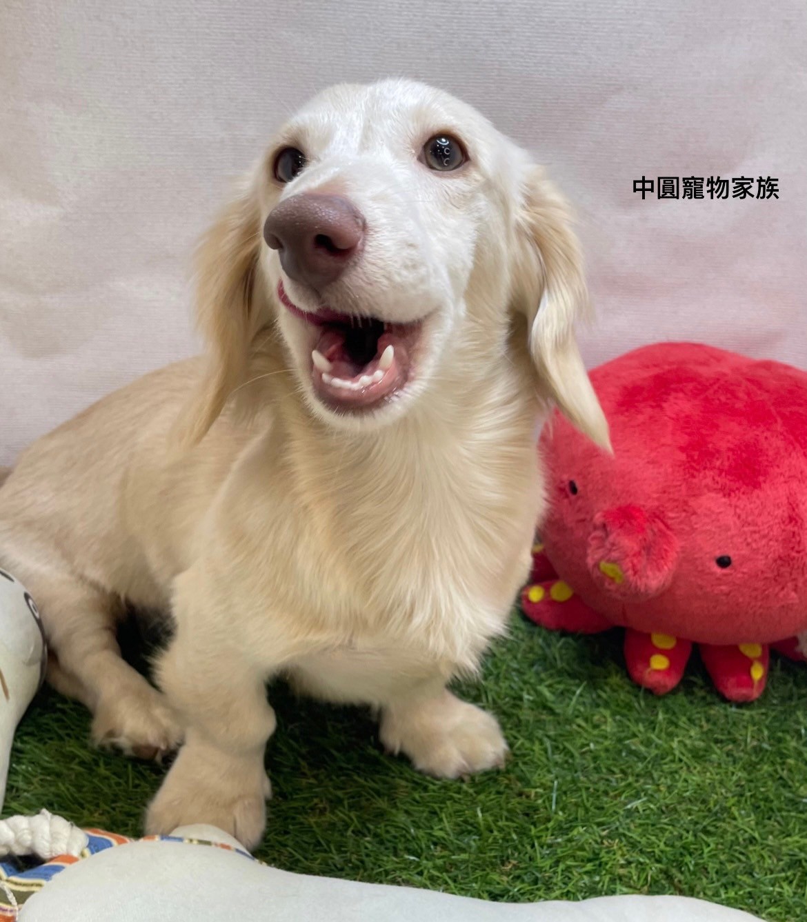 中圓寵物家族／長毛臘腸