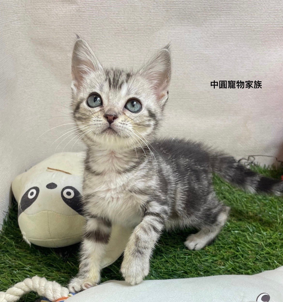 中圓寵物家族／美國短毛貓