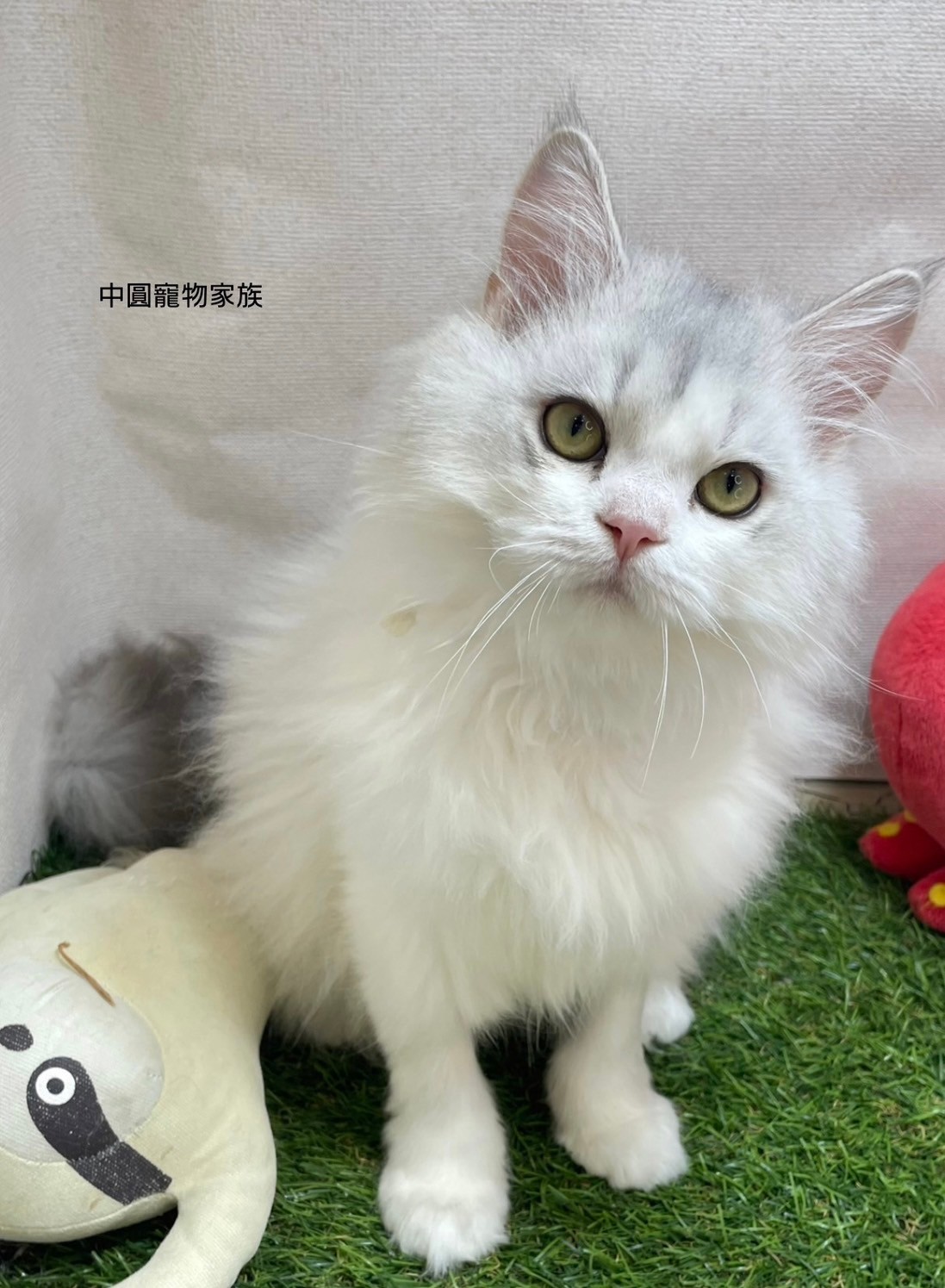 中圓寵物家族／非標準長毛貓