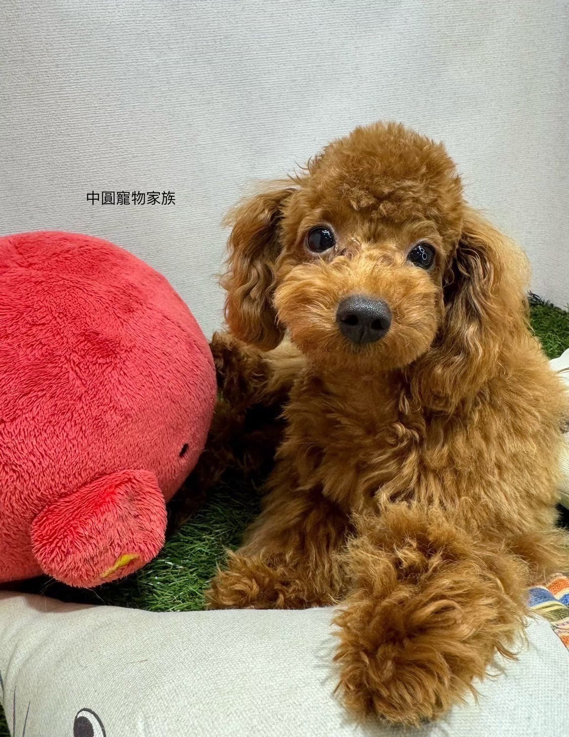 中圓寵物家族／紅貴賓