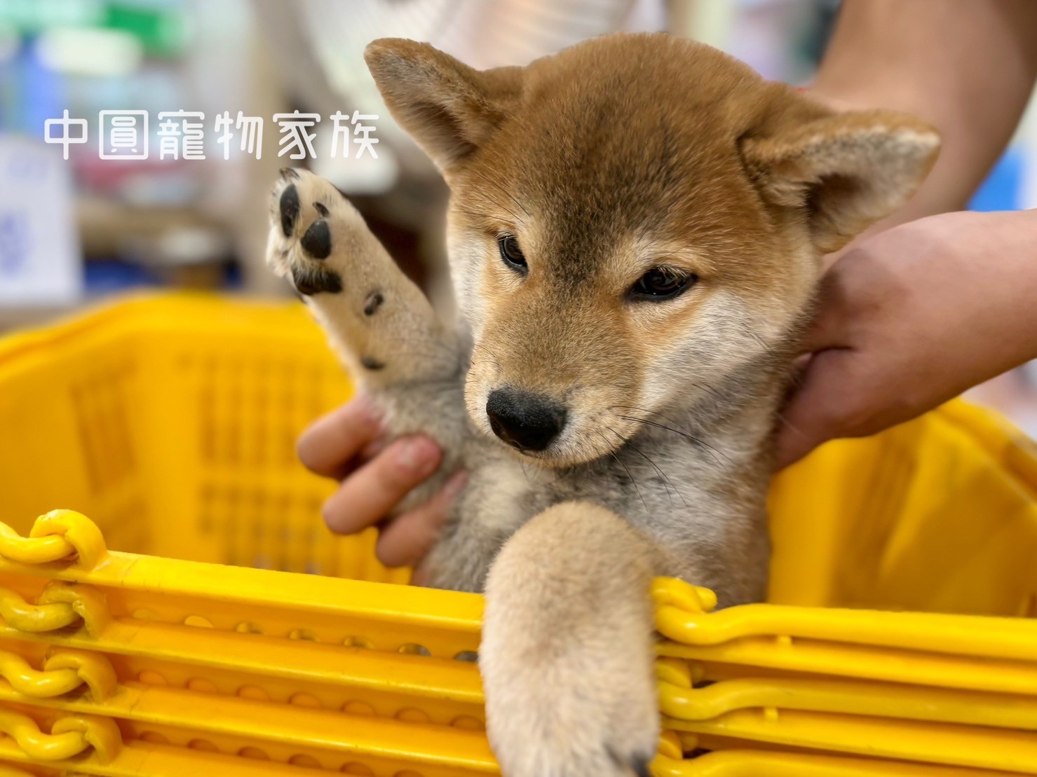 柴犬– 第7 頁– 小白故事| 幼犬貓買賣知識分享| 合法寵物店