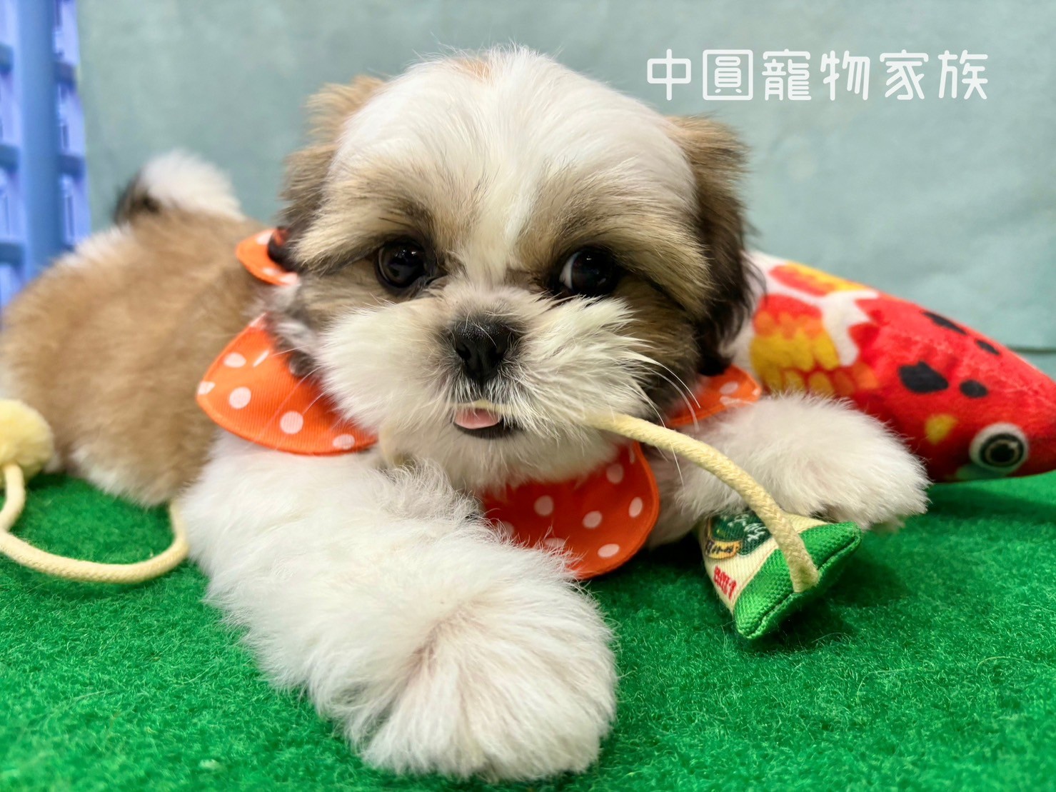 中圓寵物家族／雙色西施