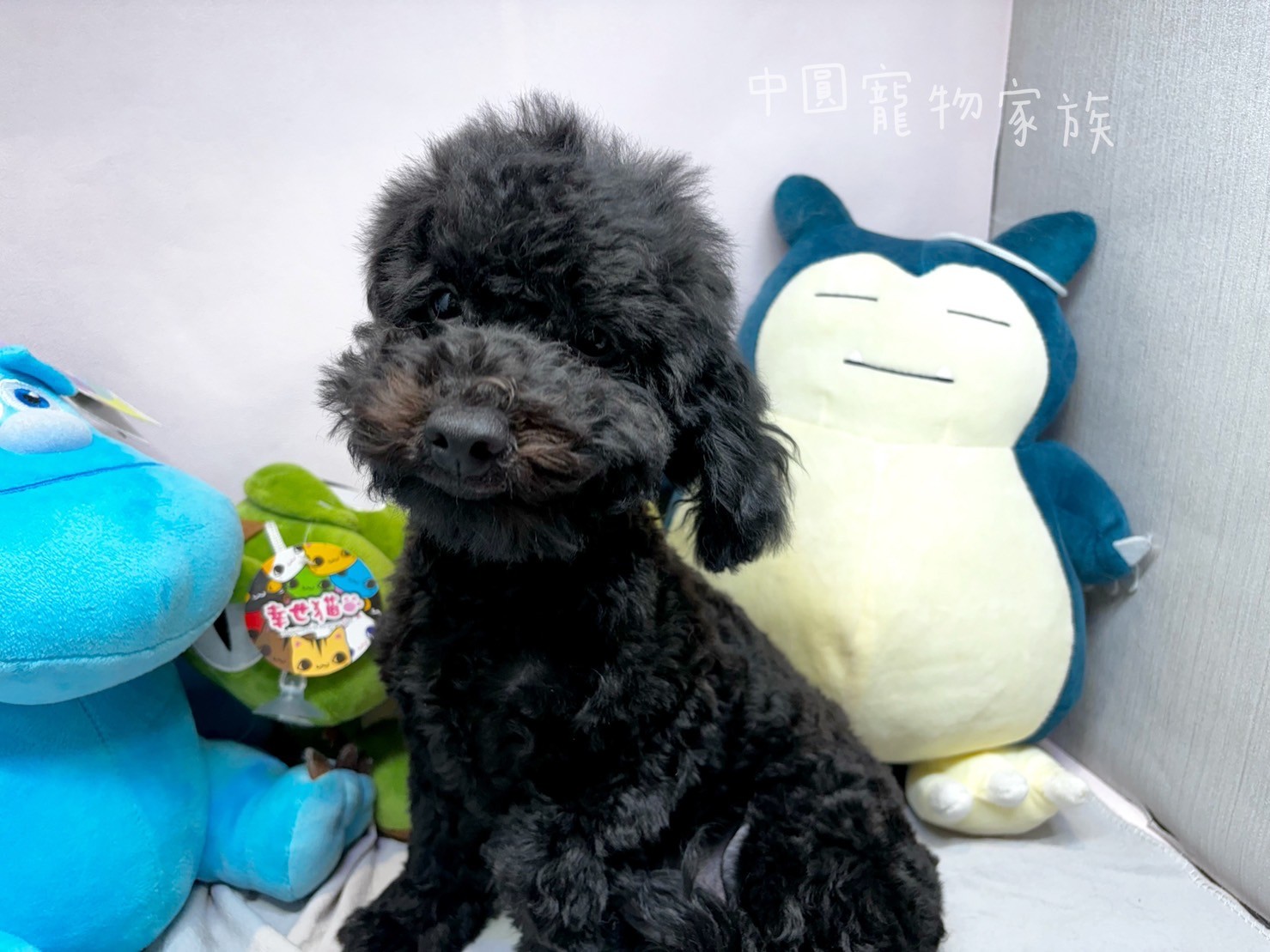 中圓寵物家族／黑色迷你貴賓犬