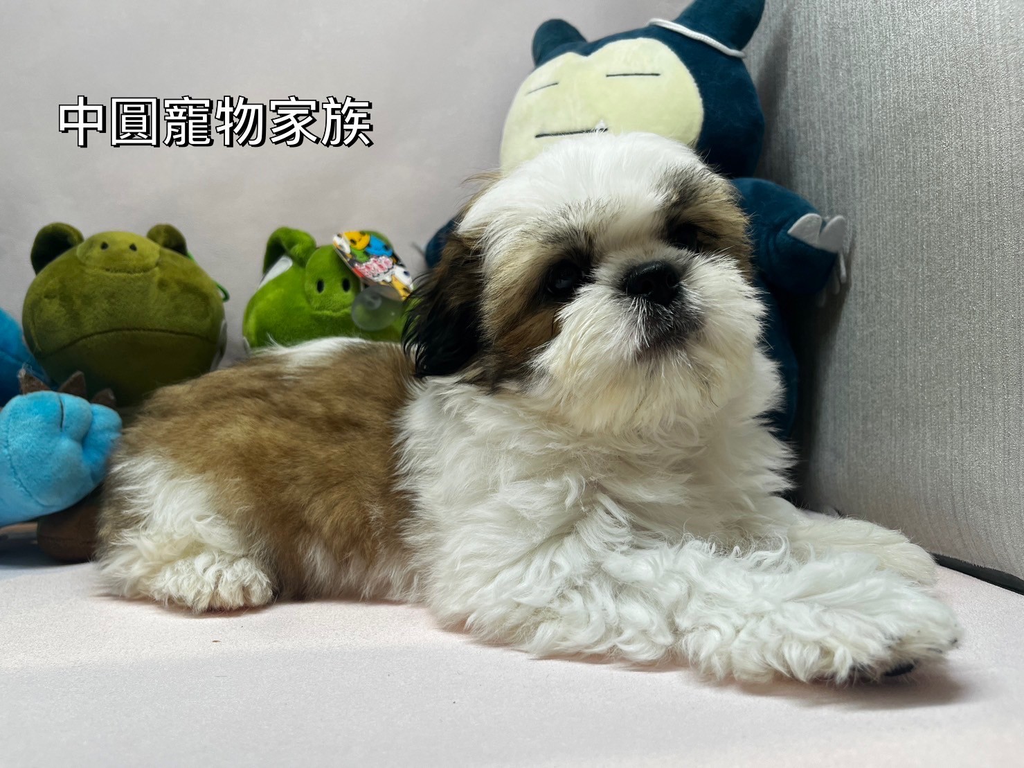 中圓寵物家族／雙色西施