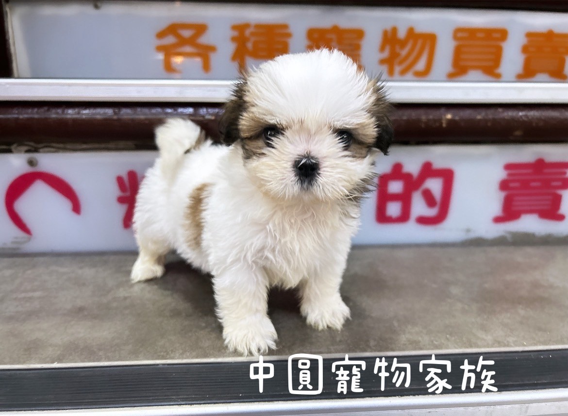 中圓寵物家族／雙色西施犬