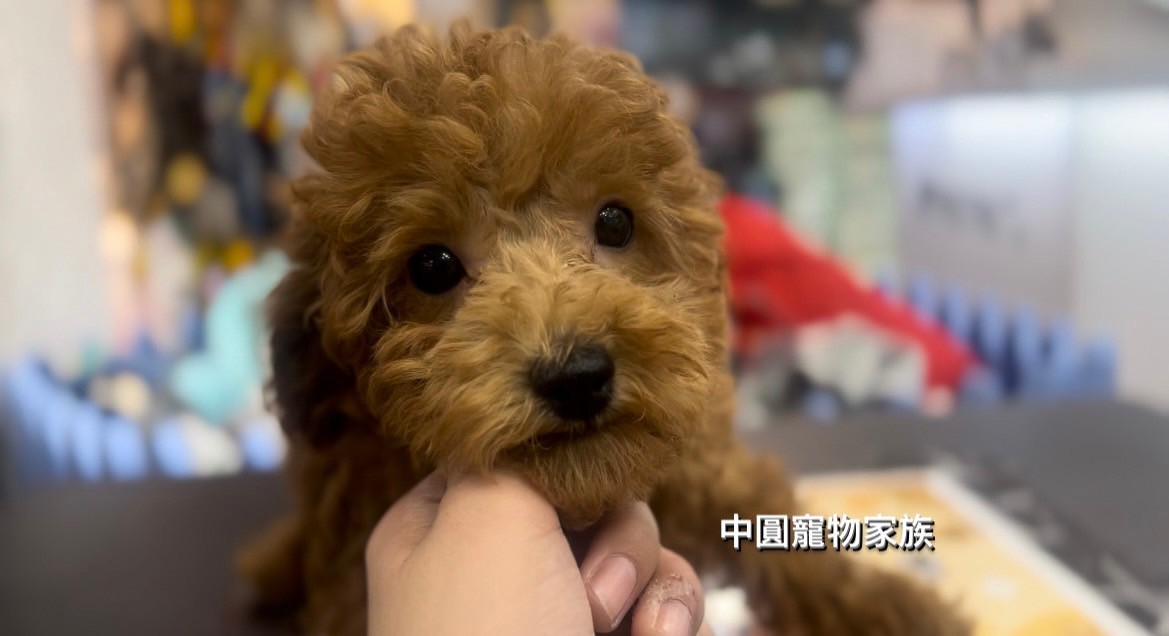 中圓寵物家族／紅色貴賓