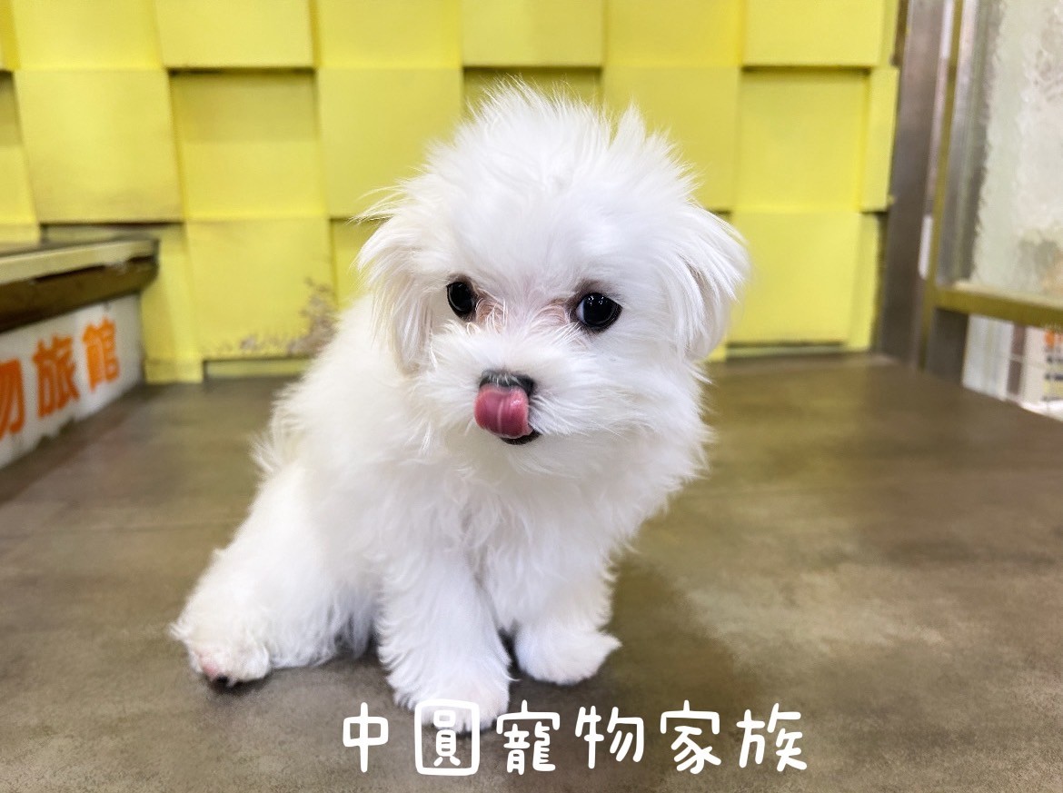 中圓寵物家族／白色馬爾濟斯