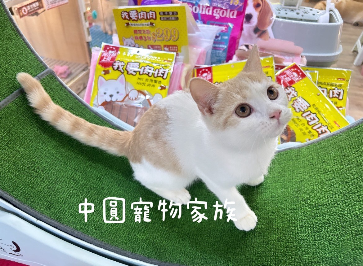 中圓寵物家族／橘白色英國短毛貓