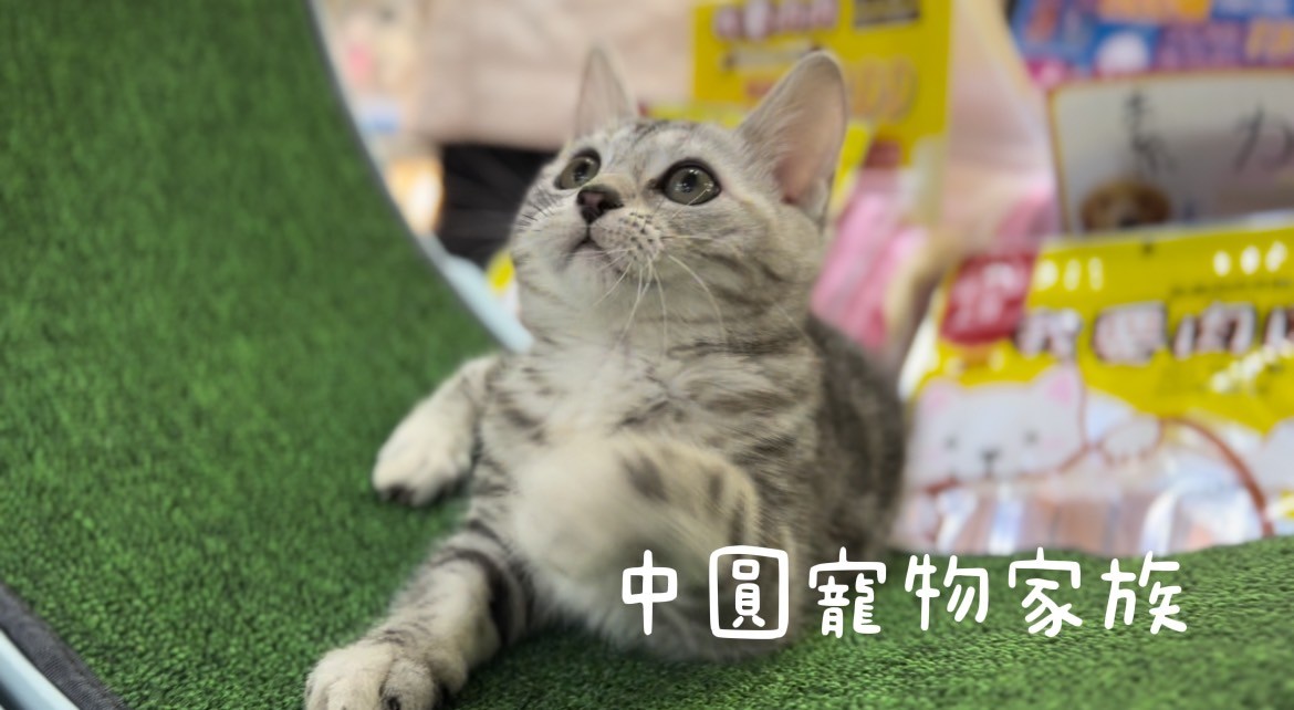 中圓寵物家族／銀白色美國短毛貓