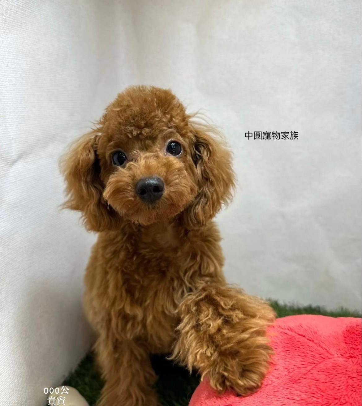 中圓寵物家族／貴賓犬