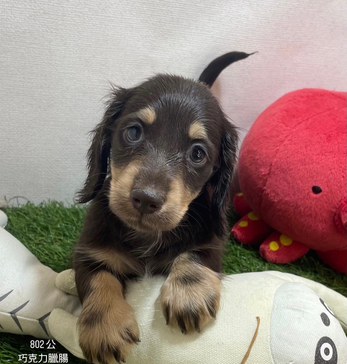 中圓寵物家族／巧克力色長毛臘腸