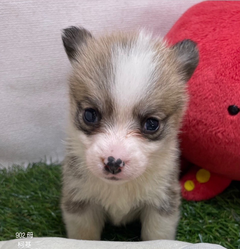 中圓寵物家族／柯基