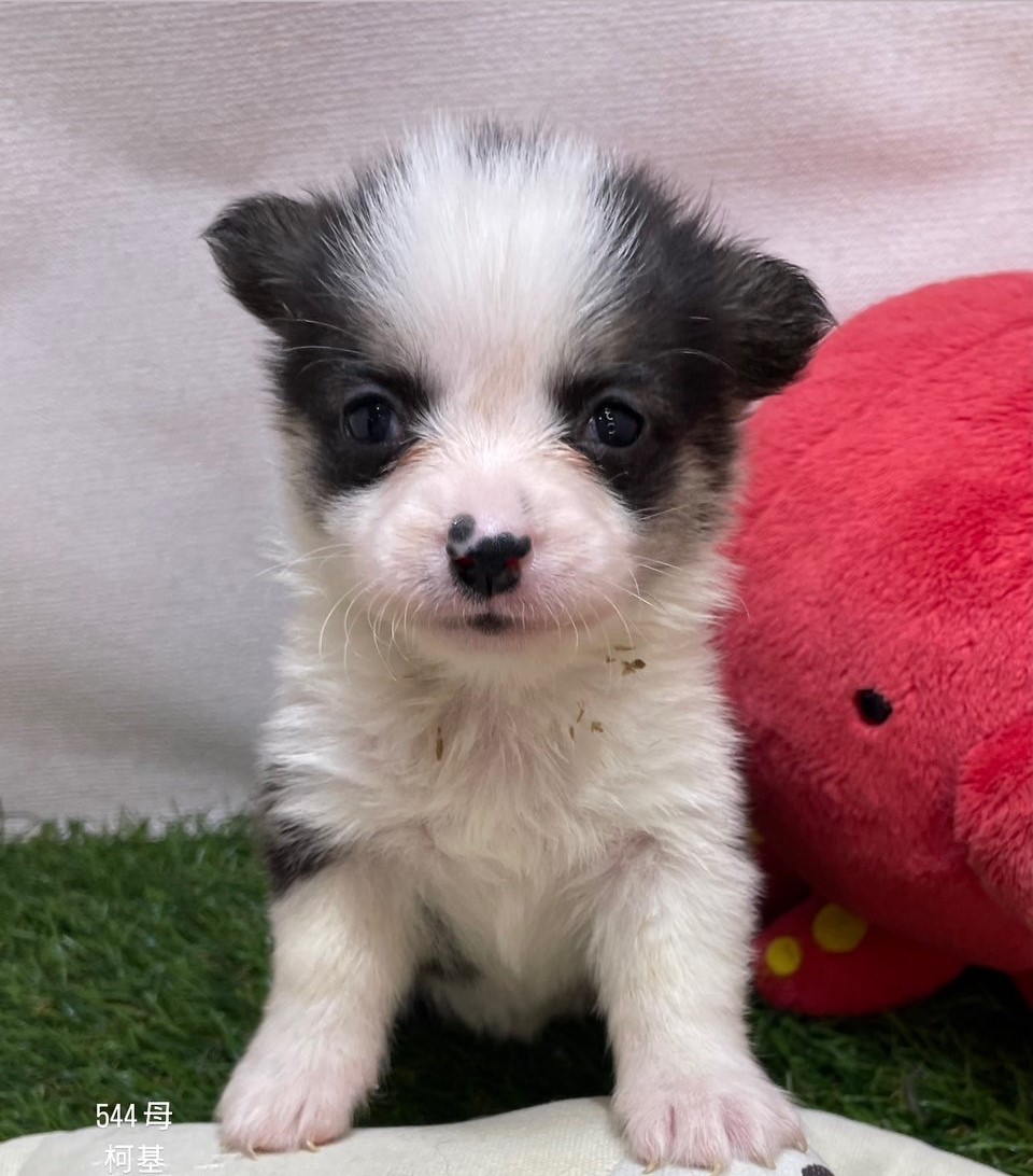 中圓寵物家族／柯基