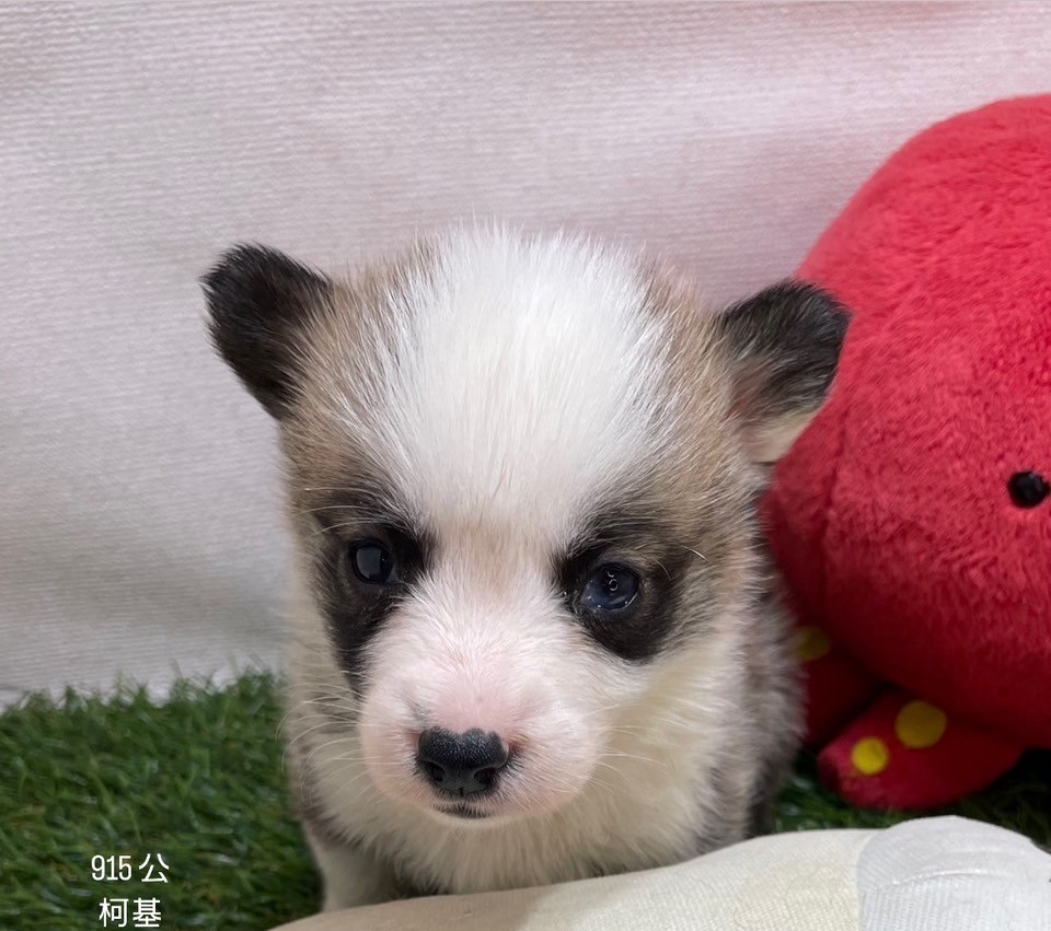 中圓寵物家族／柯基