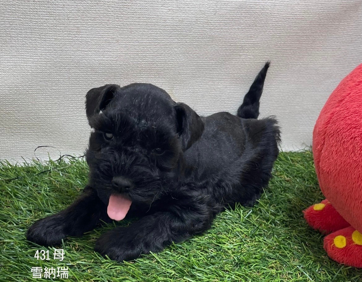 中圓寵物家族／雪納瑞