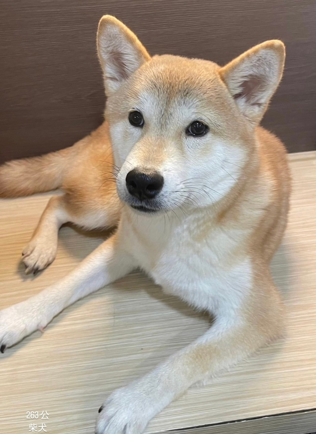 中圓寵物家族／柴犬
