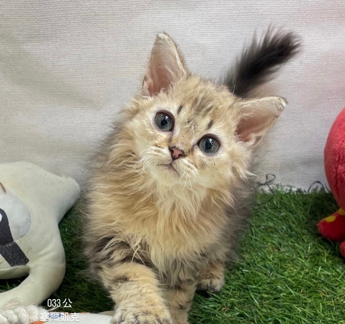 中圓寵物家族／塞爾凱克羊毛貓