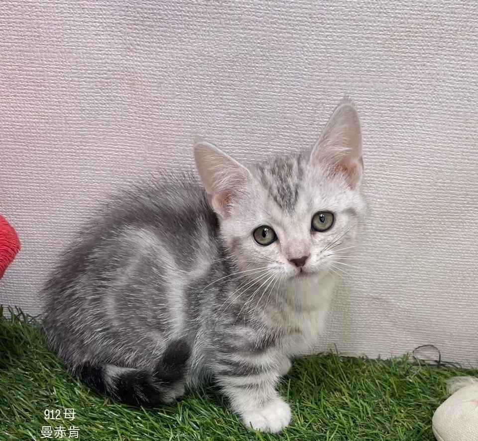 中圓寵物家族／曼赤肯