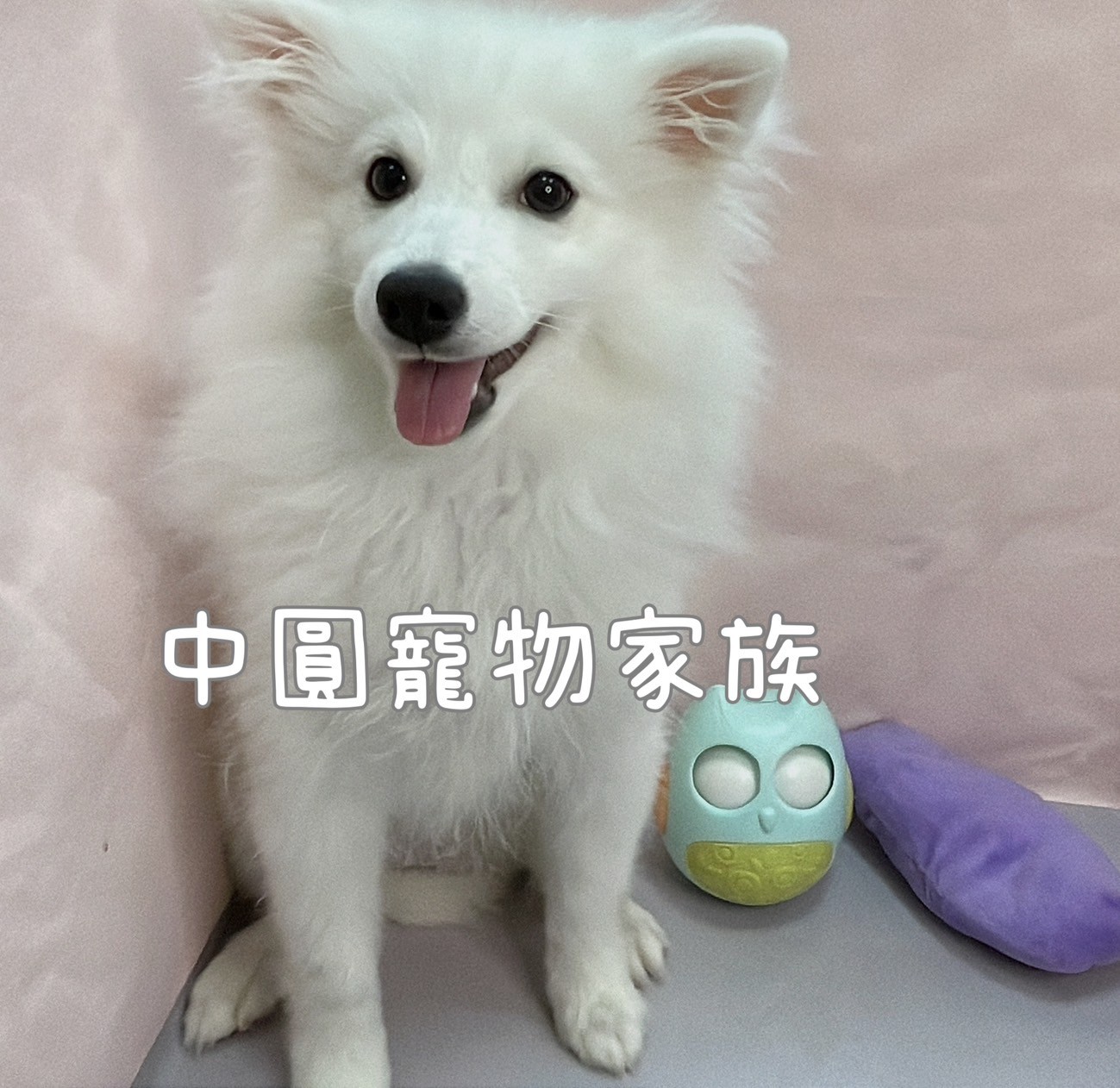 中圓寵物家族／狐狸犬