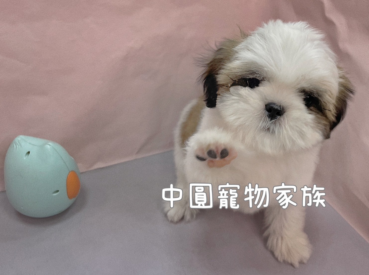 中圓寵物家族／雙色西施