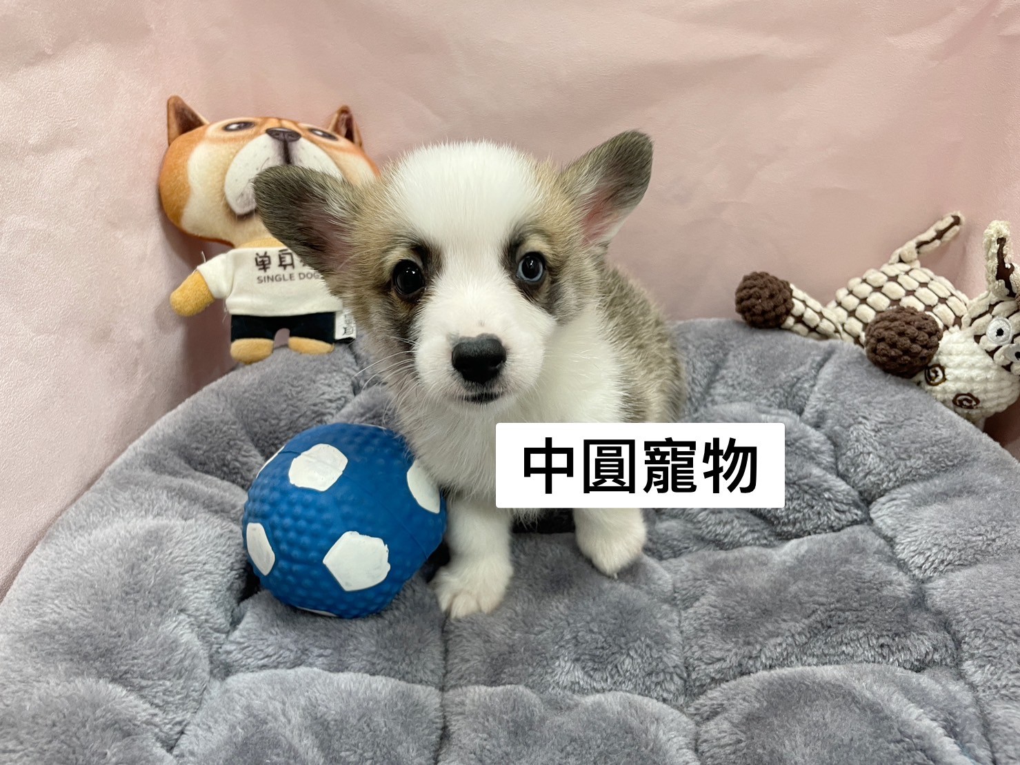 中圓寵物家族／雙色柯基