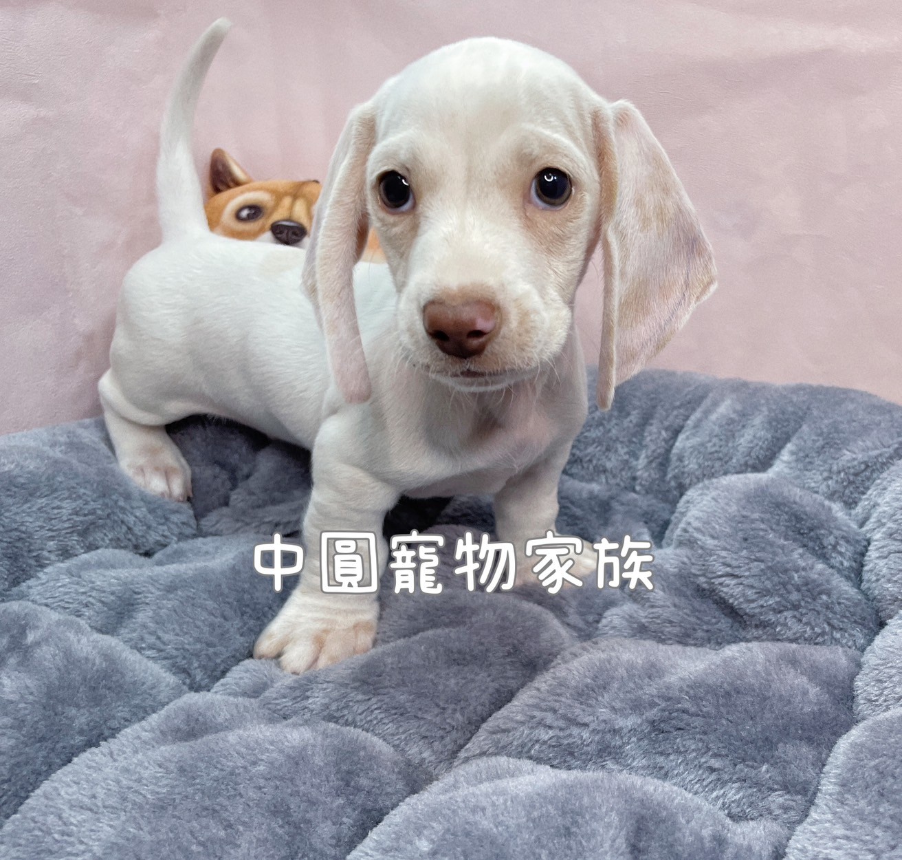 中圓寵物家族／奶白色短毛臘腸