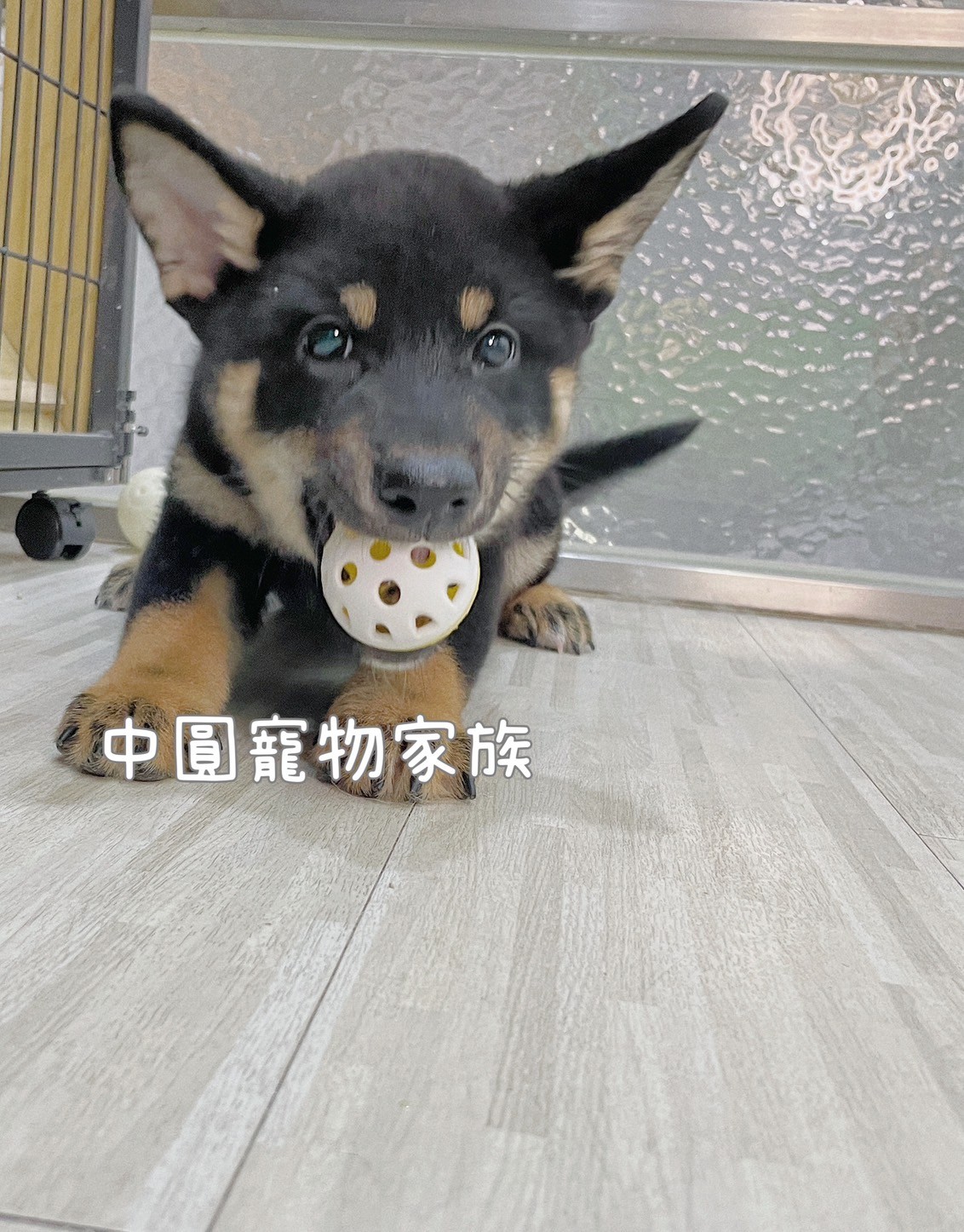中圓寵物家族／黑色柴犬