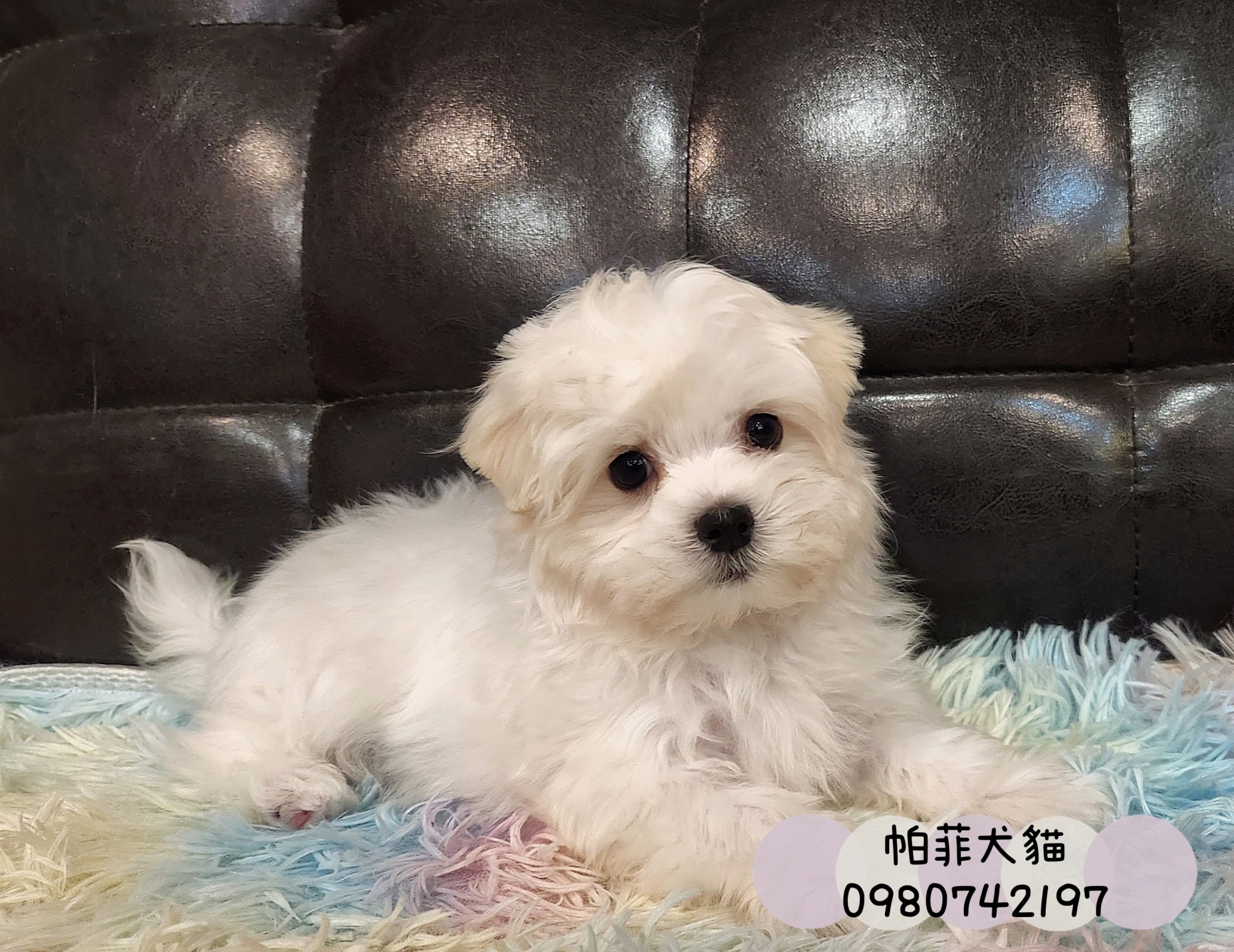 帕菲寵物館／馬爾濟斯