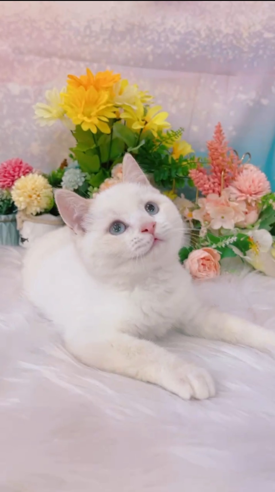 星光貓舍／奶端重點色英國短毛貓