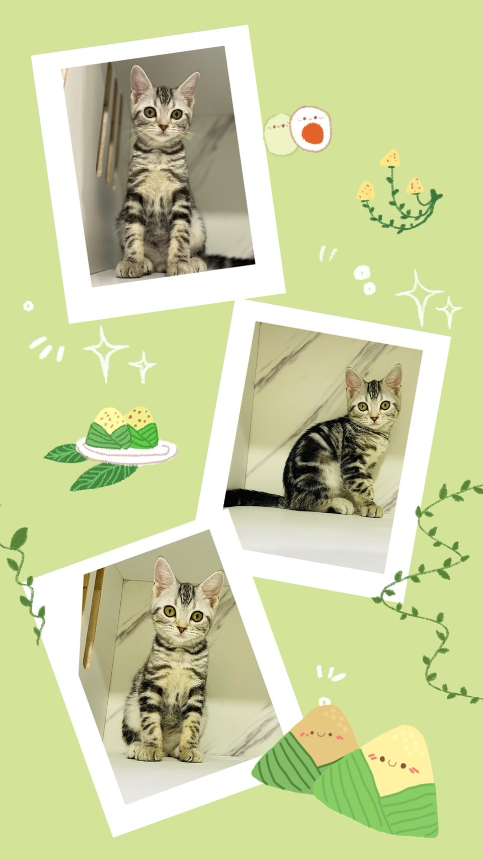 布魯斯貓舍／美國短毛貓