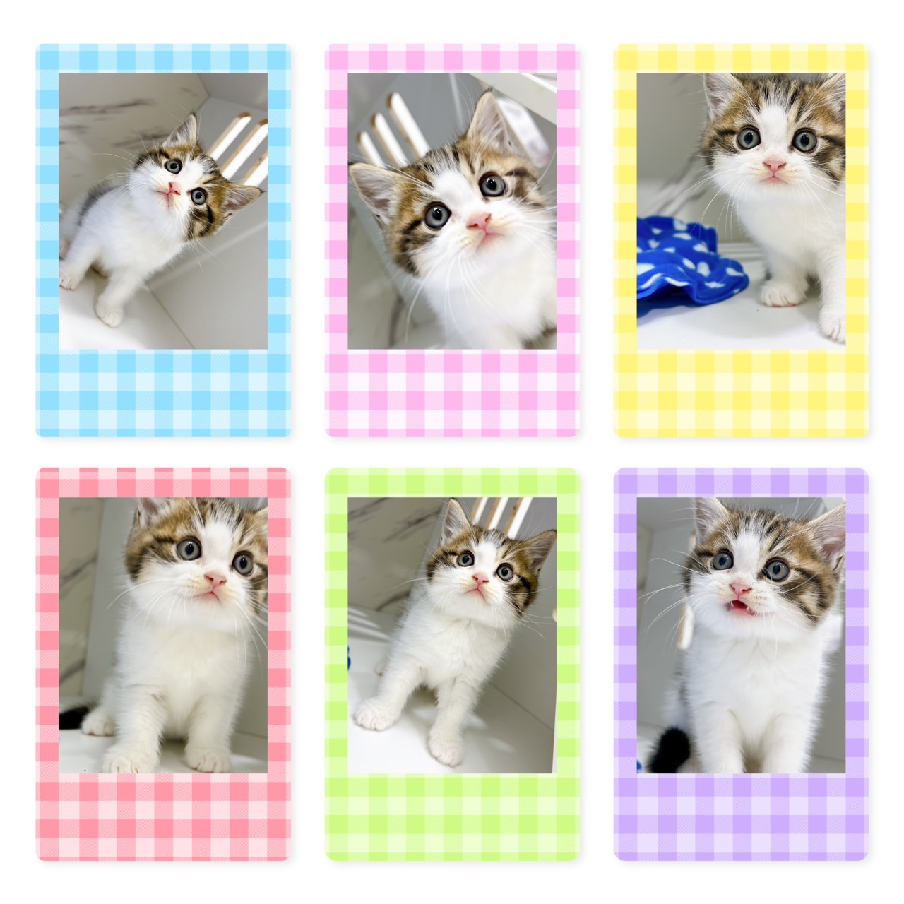 布魯斯貓舍／虎斑賓士英國短毛貓